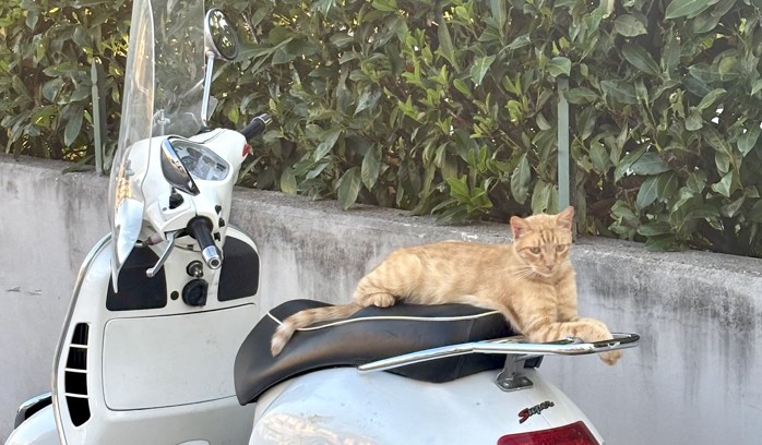 Cocò, a orange cat, sleeping on a Vaspa, enjoying the Italian summer.