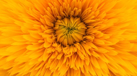 A closeup of a yellow flower.