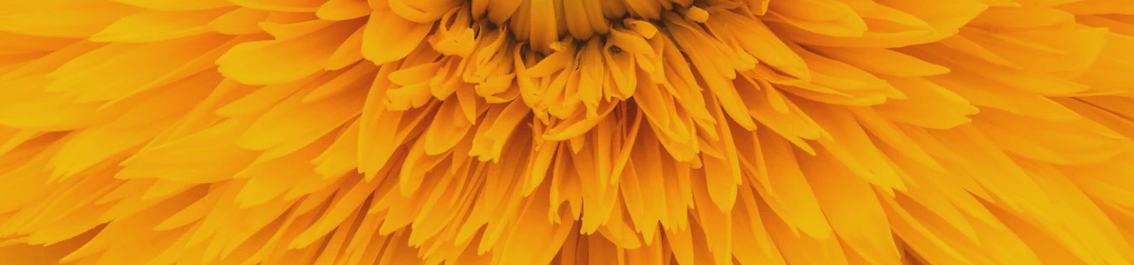 A closeup of a yellow flower.