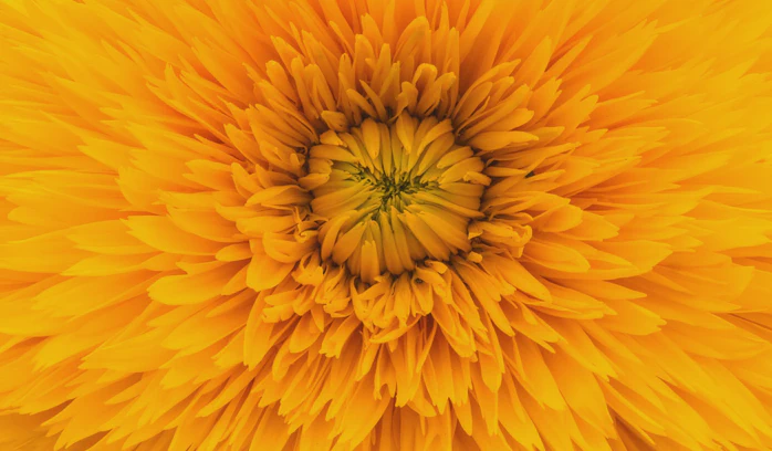 A closeup of a yellow flower.