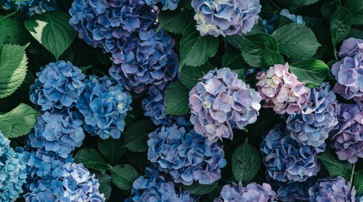 A picture of purple hydrangeas.