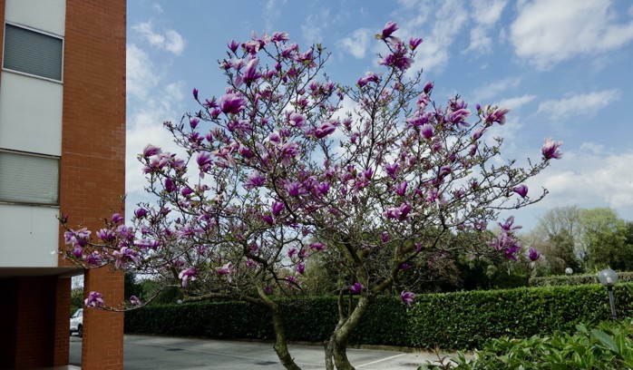 A magnolia tree in bloom, with pink flowers and a clear blue sky in the background.
