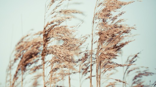 A picture of some grain-like plants on the gray backroud of the sky..