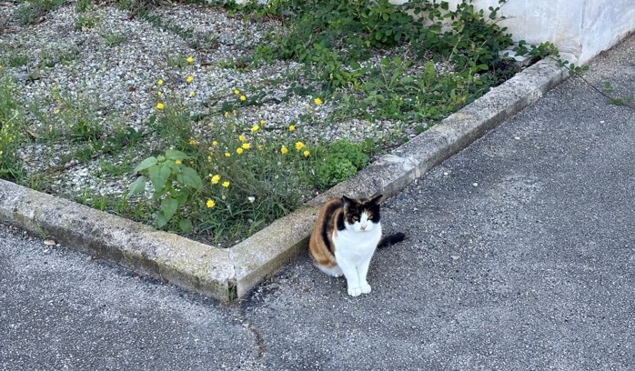 Pezzatina, one of the calico cats that live around my building.
