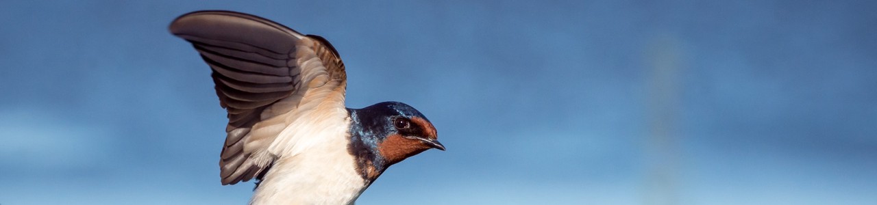 Header image for Swift announces official Windows support — maybe too late